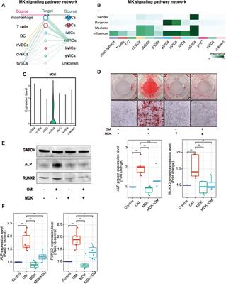 Midkine Prevents Calcification of Aortic Valve Interstitial Cells via Intercellular Crosstalk